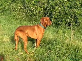 Hungarian Vizsla dogs Proven Hungarian championship blood line in Llantwit Major - Advert 7