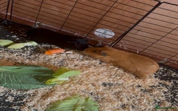 Guinea Pig rodents for sale: 2 boy piggies to go together black and white  - Advert 1