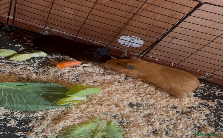 Guinea Pig rodents - Advert 2