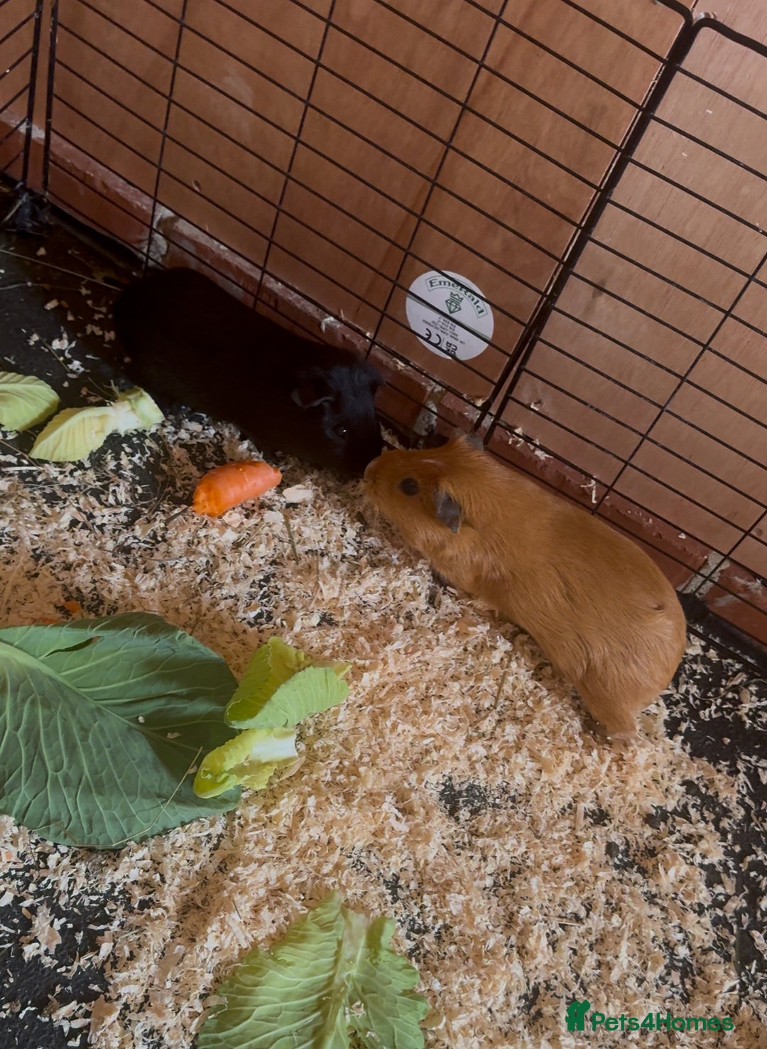 Guinea Pig rodents for sale: 2 boy piggies to go together black and white  - Advert 1