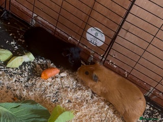 Guinea Pig rodents - Advert 17