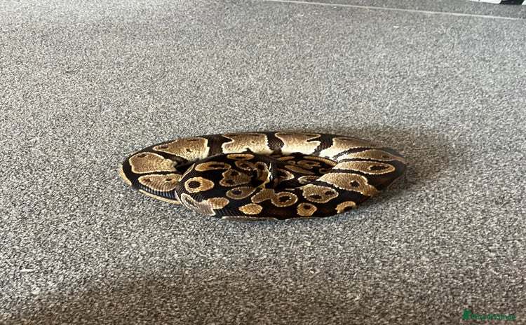 Python Snake reptiles - Advert 1