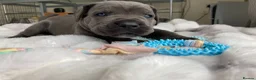 Cane Corso dogs for sale: Outstanding Cane Corsos | Champion Lines in Sheffield - Advert 7