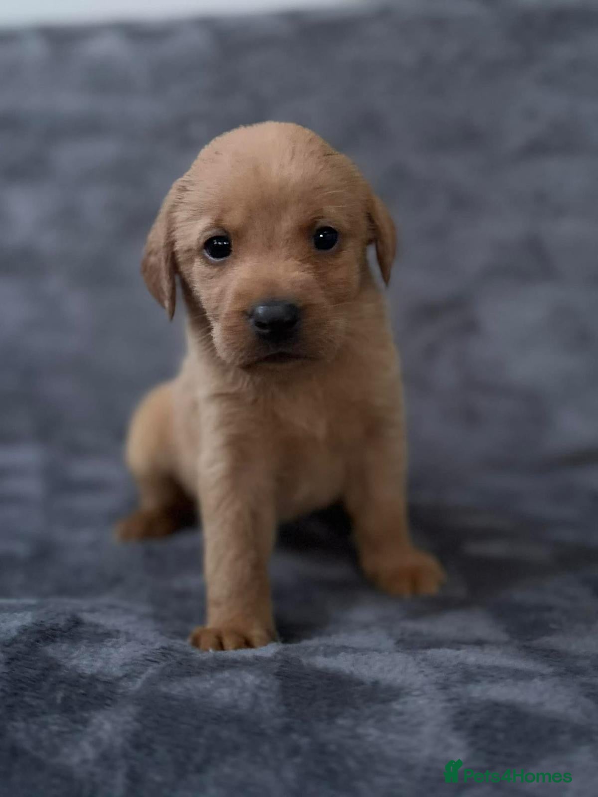 Labrador Retriever dogs 🏡 Labrador puppies 🐶 - Advert 4