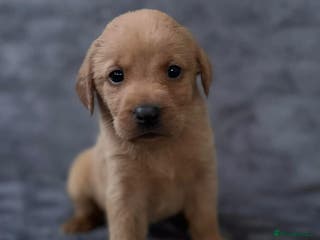 Labrador Retriever dogs 🏡 Labrador puppies 🐶 - Advert 14