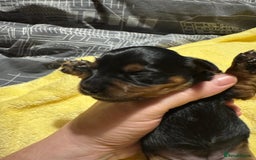 Mixed Breed dogs for sale: Dachshund x Chorkie - Image 10