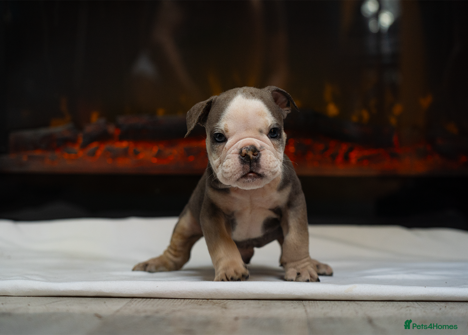 English Bulldog dogs for sale: English bulldogs PUPPIES only 4 pups left - Advert 6