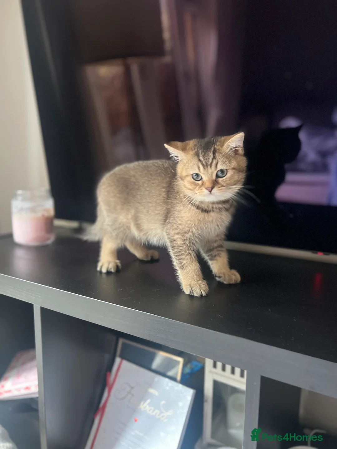British Shorthair cats for sale: 4 Beautiful British Shorthair Kittens for Sale - Advert 2