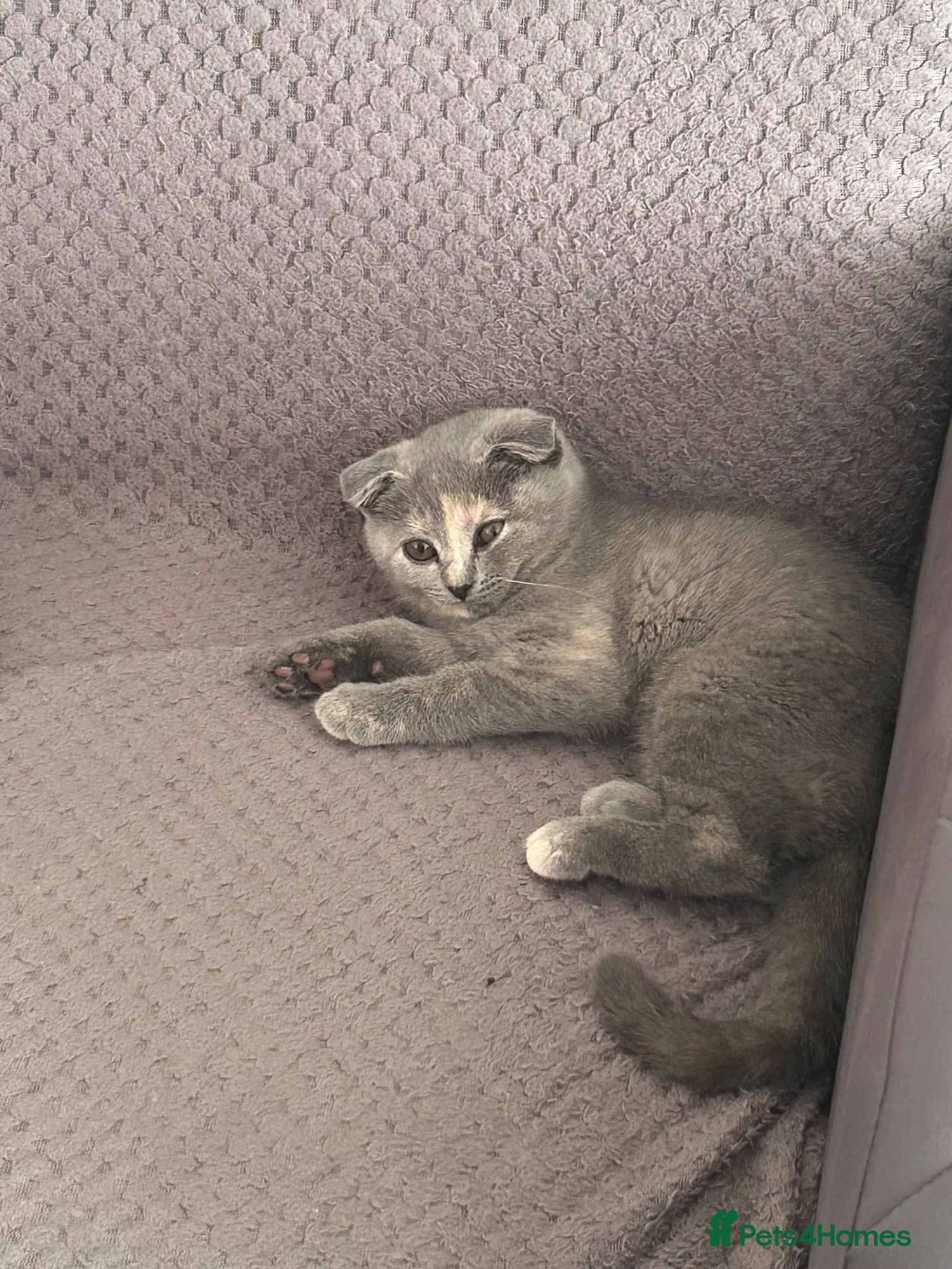 Mixed Breed cats Kitten for sale - Advert 1