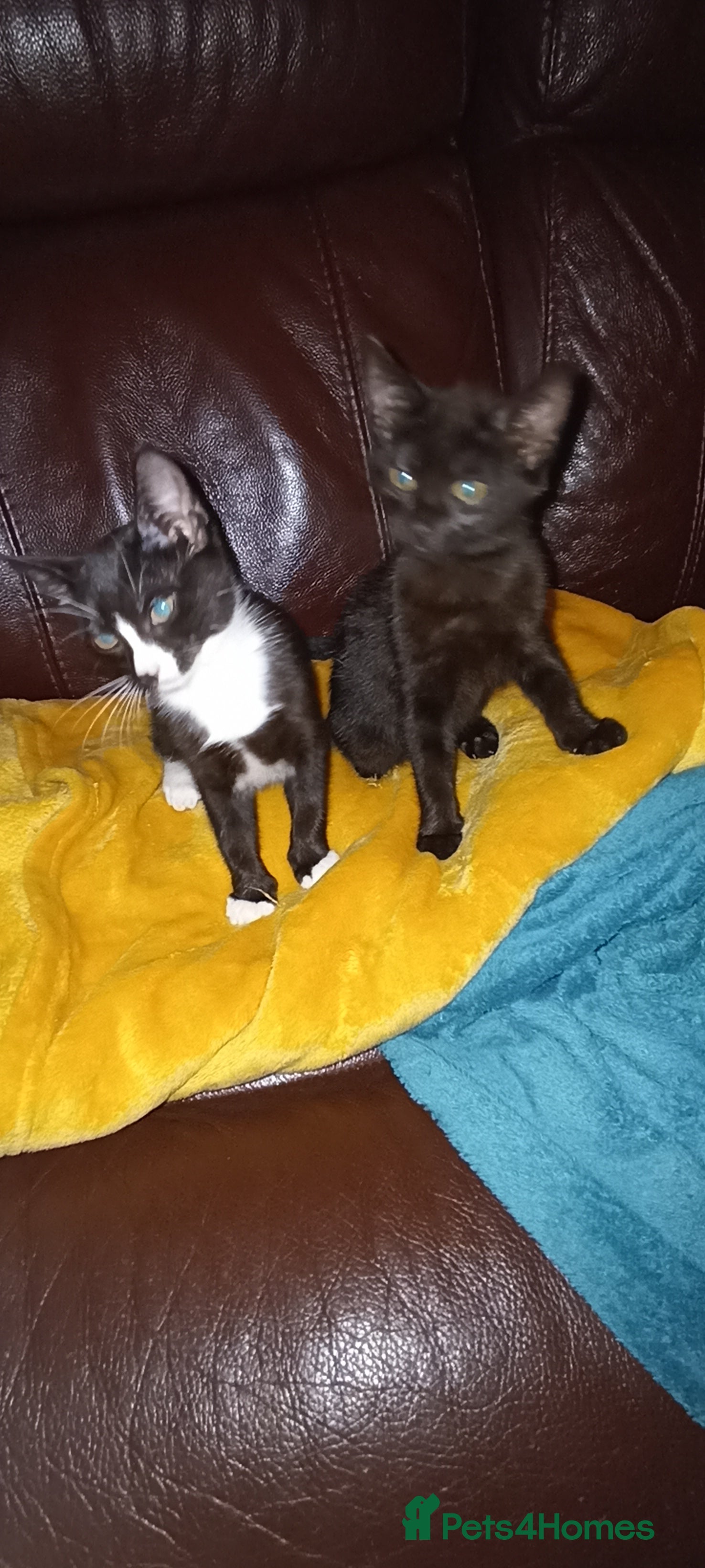Mixed Breed cats Fluffy kittens looking for their forever homes - Advert 8