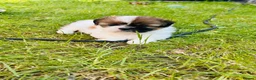 Shih Tzu dogs for sale: Beautiful imperial shih - tzu puppies  in Hatfield - Advert 7