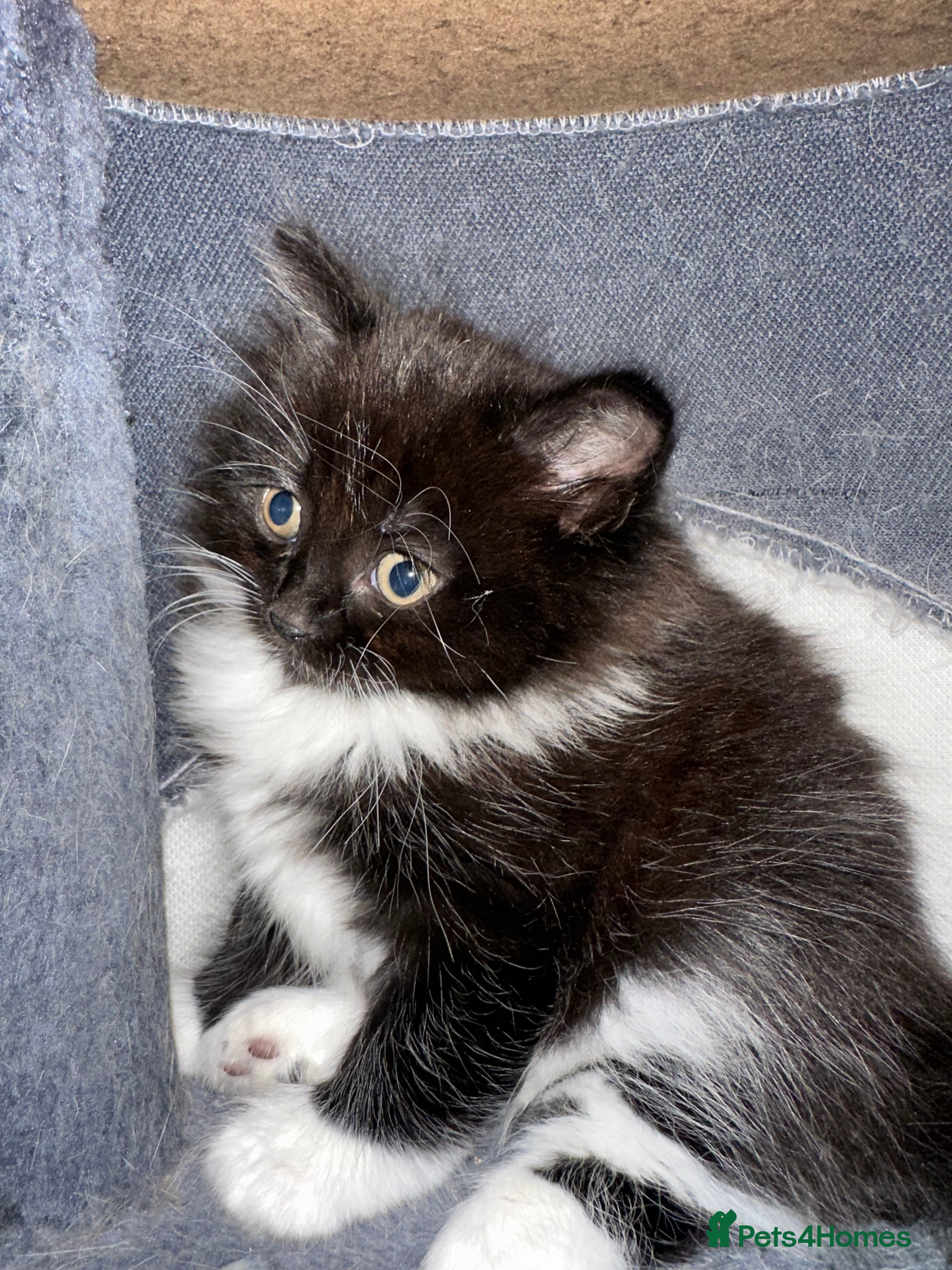 Ragdoll cats Rag doll x Russian Blue  - Advert 15