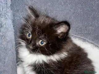 Ragdoll cats Rag doll x Russian Blue - Advert 1