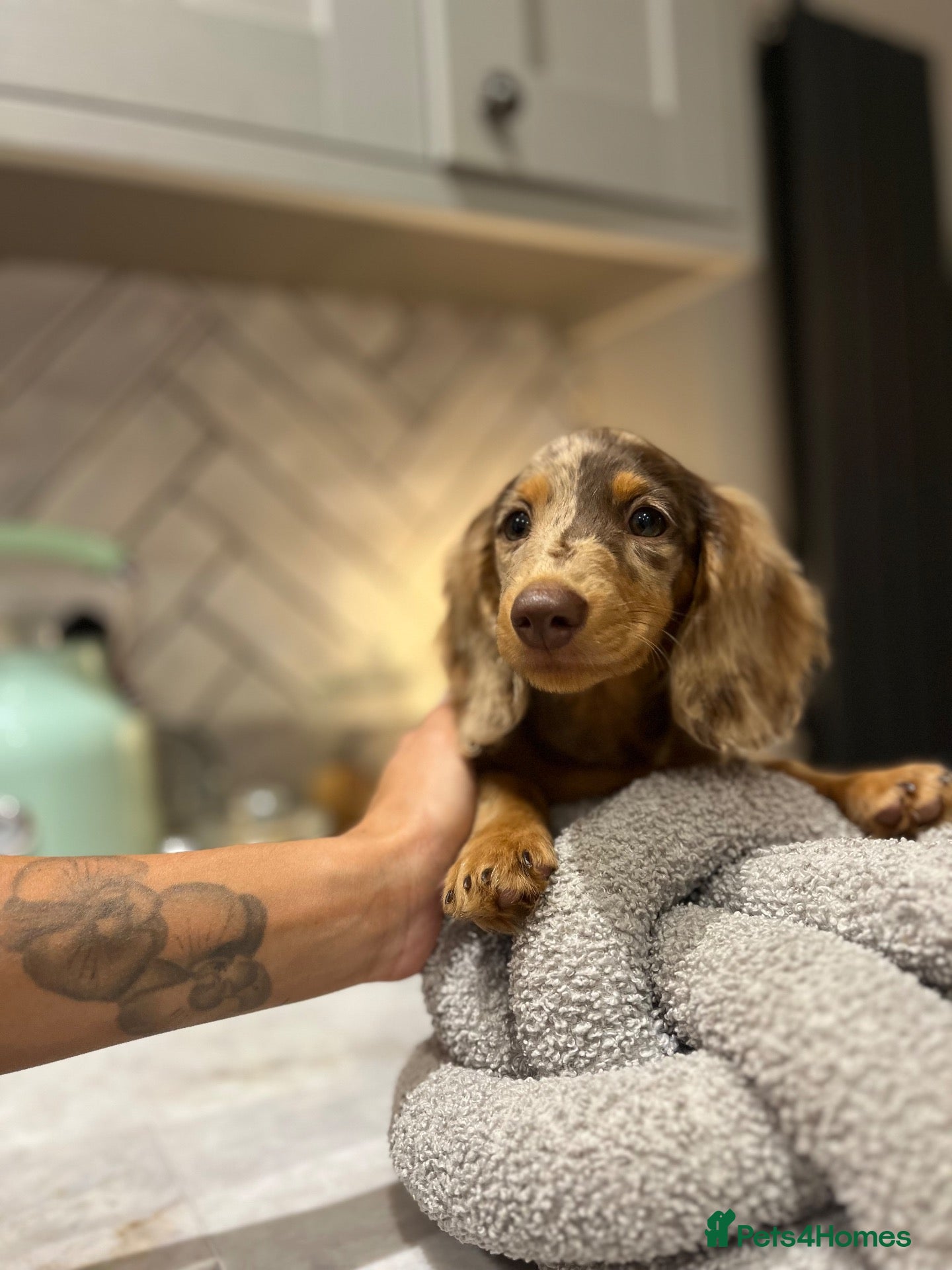 Miniature Dachshund dogs Long haired miniature dachshund - Advert 2