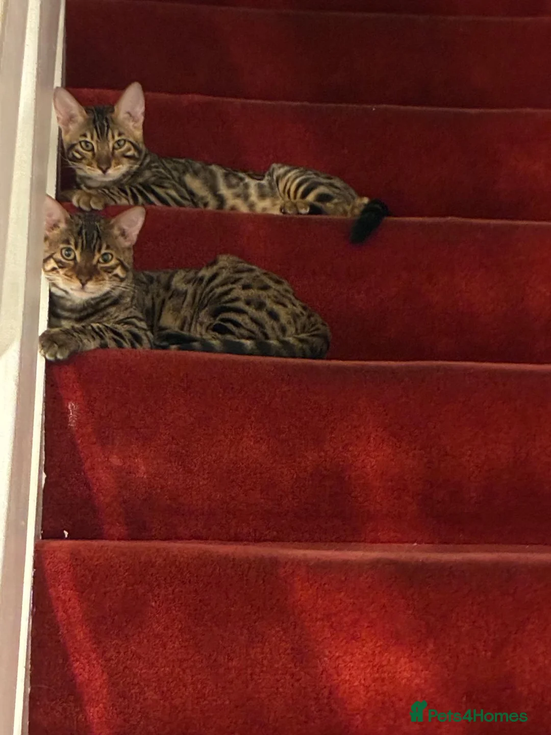 Bengal cats for sale: Stunning Bengal Boys Simba & Tiger 🐾🤎 - Advert 2