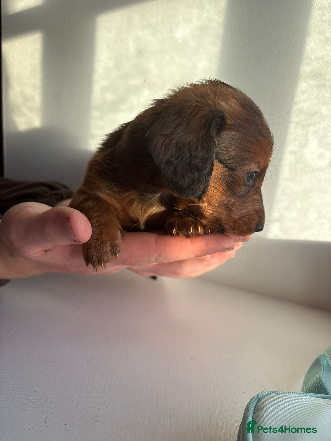 Miniature Dachshund dogs for sale: AWESOME MINIATURE PUPPIES - Advert 3