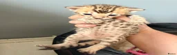 Mixed Breed cats for sale: Beautiful seal mink colour bengal kittens  - Advert 7