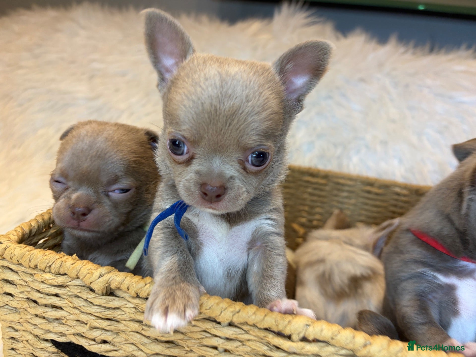 Chihuahua dogs KC REG, DNA HEALTH TESTED, TINY, VERY RARE 🐶😍 - Advert 2