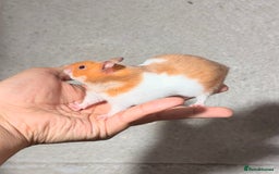 Hamster rodents for sale: BABY TAME PEDIGREE SYRIAN HAMSTER PUPS - Image 9
