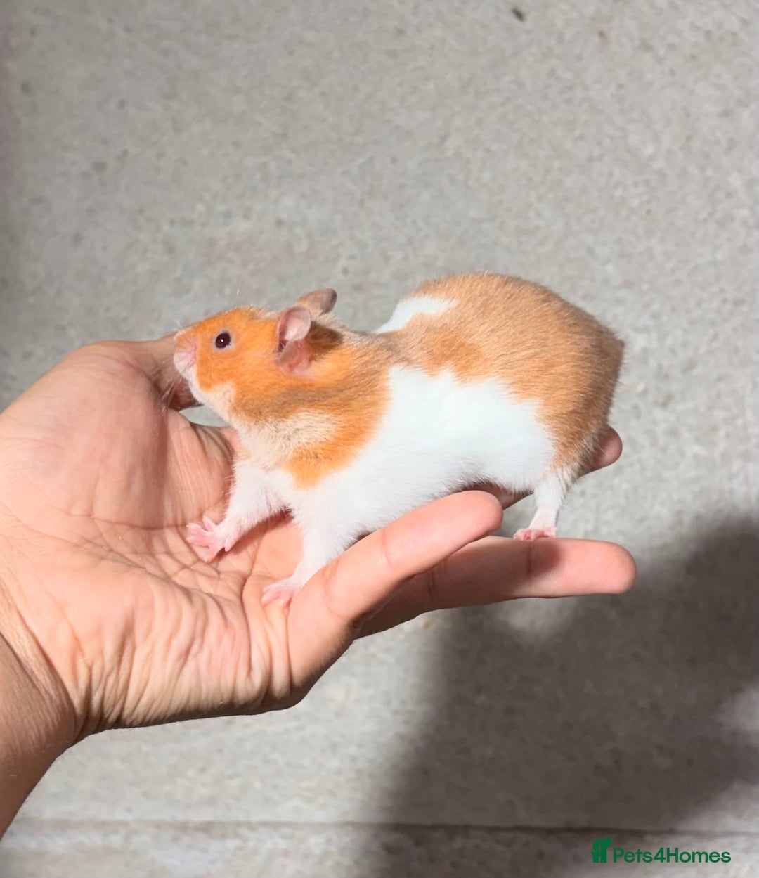 Hamster rodents for sale: BABY TAME PEDIGREE SYRIAN HAMSTER PUPS - Image 9