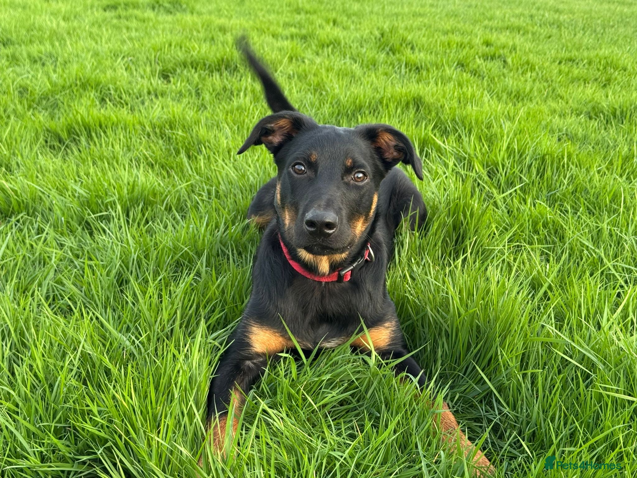 Mixed Breed dogs 6 month old huntaway cross collie  - Advert 7