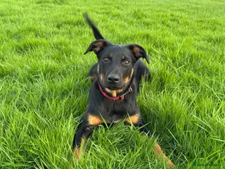 Mixed Breed dogs 6 month old huntaway cross collie - Advert 1