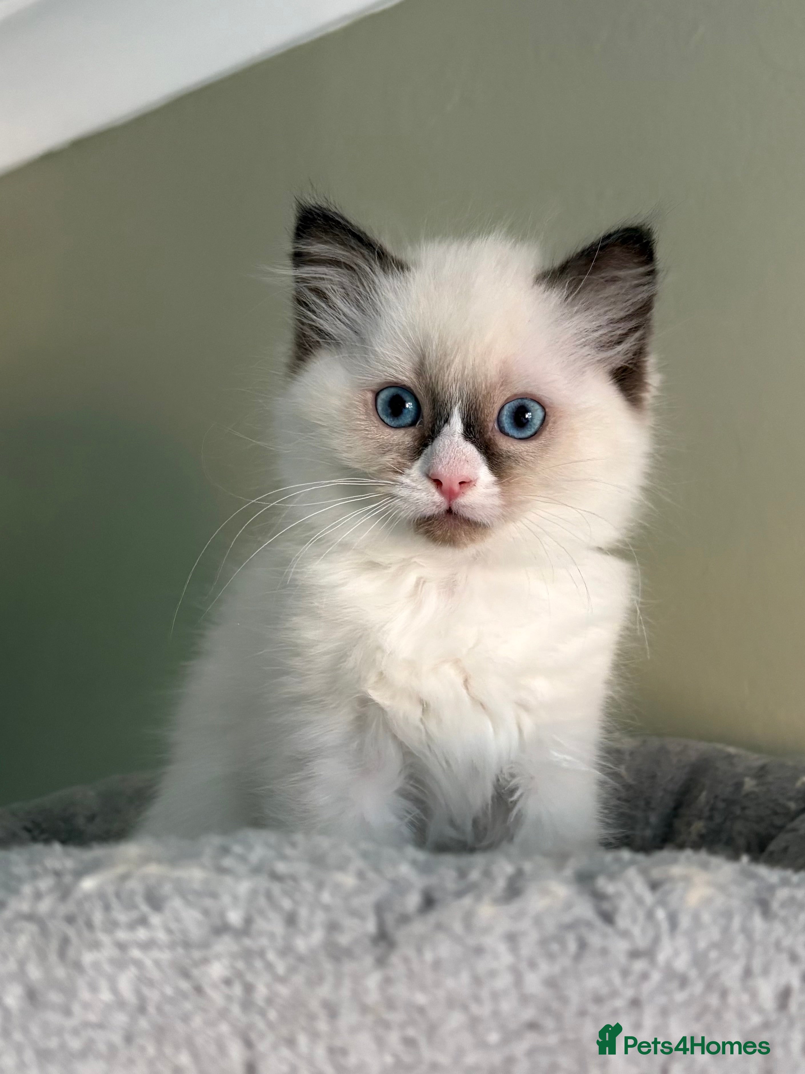 Ragdoll cats Gccf ragdolls ready 12th Jan  - Advert 3