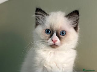 Ragdoll cats Gccf ragdolls ready 12th Jan - Advert 3