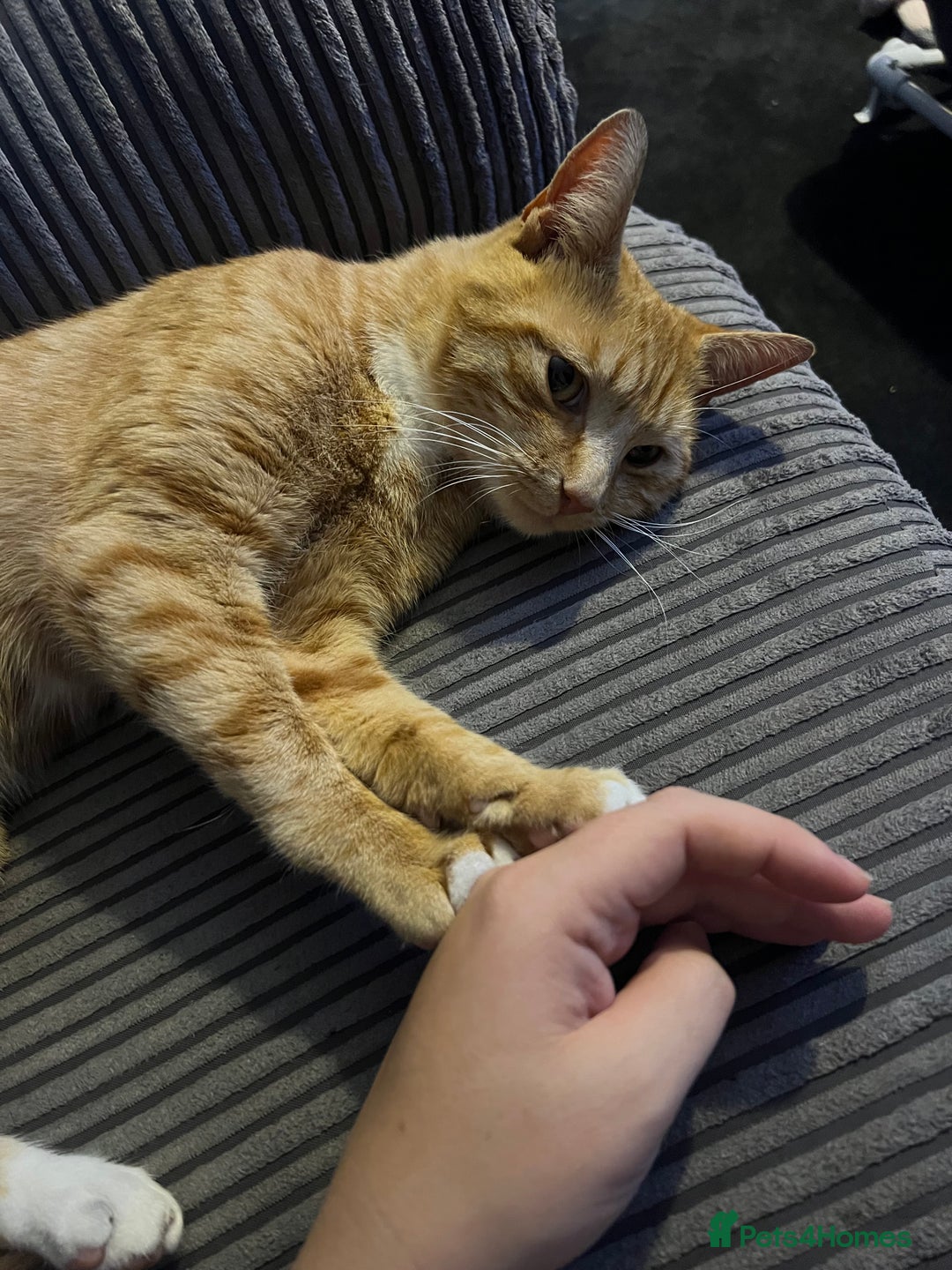 Mixed Breed cats for sale: Male ginger cat  - Image 21