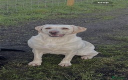 Labrador Retriever dogs for sale: Labrador Puppies Looking for Their Forever Homes!  - Image 23