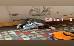 Staffordshire Bull Terrier dogs for sale: RARE BLUE MERLE STAFFORDSHIRE BULL TERRIER PUPPIES - Image 9