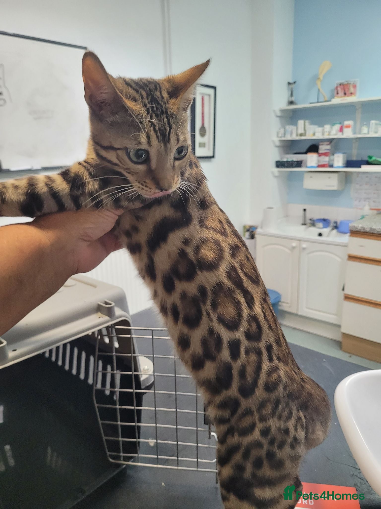 Bengal cats Bengal beatiful kittens ready for new home 🐱🏠🐾  - Advert 15