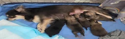 Chihuahua dogs for sale: Longhaired Chihuahua Pups - Advert 3