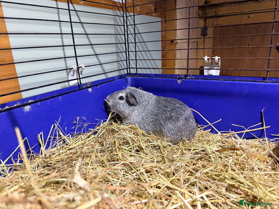 Guinea Pig rodents for sale: Guinea pigs and set up  - Advert 2