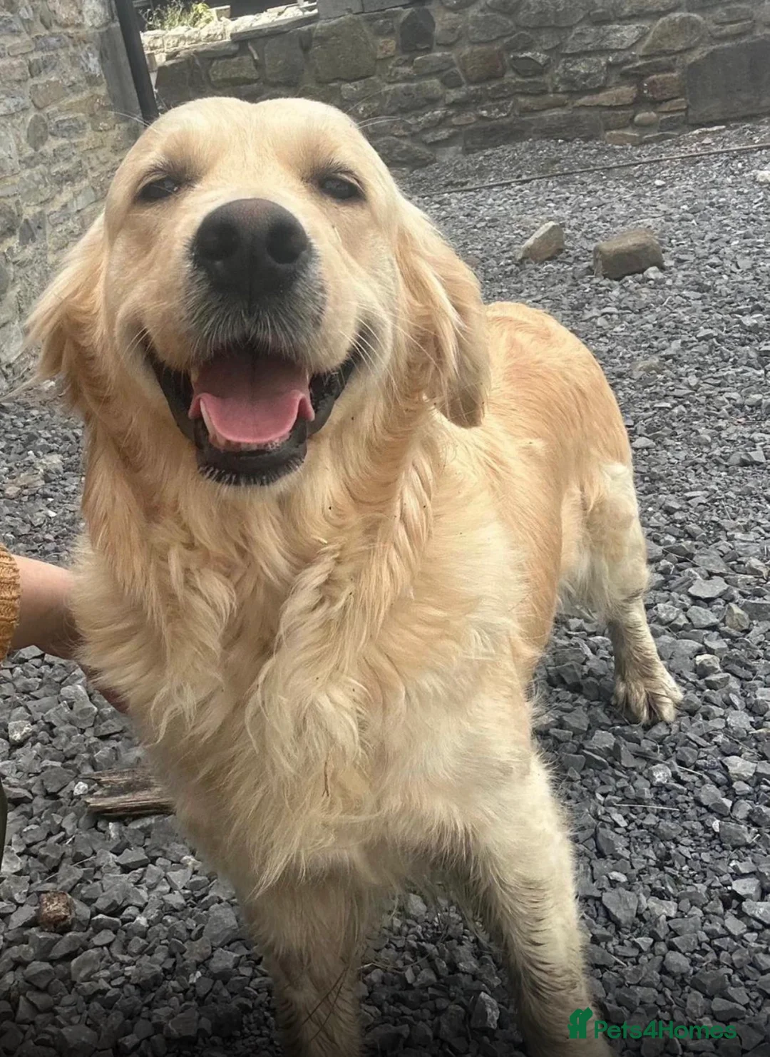 Golden Retriever dogs for sale: Kc golden retriever puppies,health tested parents  - Advert 1