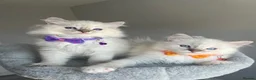Ragdoll cats for sale: GCCF ragdoll kittens for sale - Advert 10