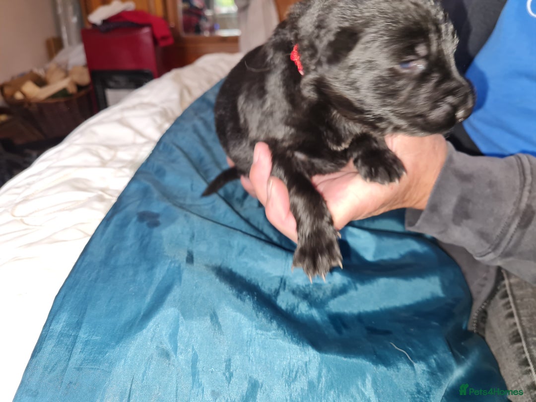 German Shepherd dogs for sale: 1 very large  longhaired Black gsd male . in Lockerbie - Image 12
