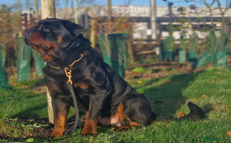 Rottweiler dogs - Advert 7