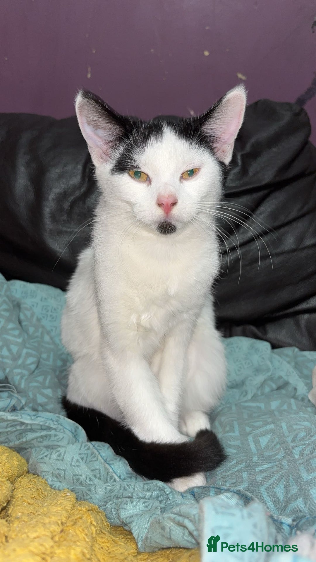 American Shorthair cats for sale: 3 black and white cats - Advert 2