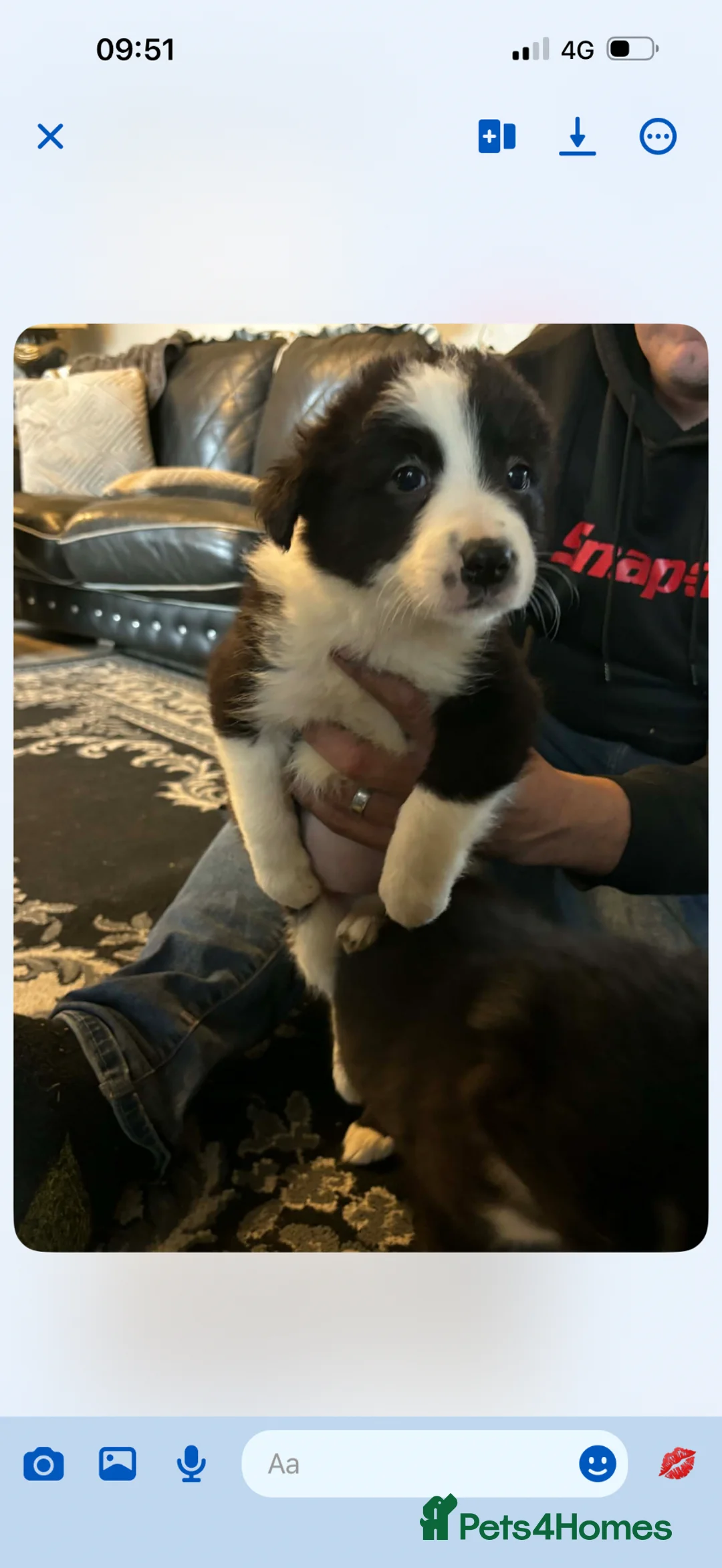 Border Collie dogs for sale: Beautiful Border Collie puppies  in Barnsley - Advert 8
