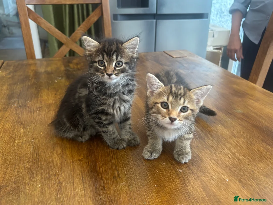 Mixed Breed cats for sale: Maine Coon Mixed Kittens  in Tonbridge - Advert 9