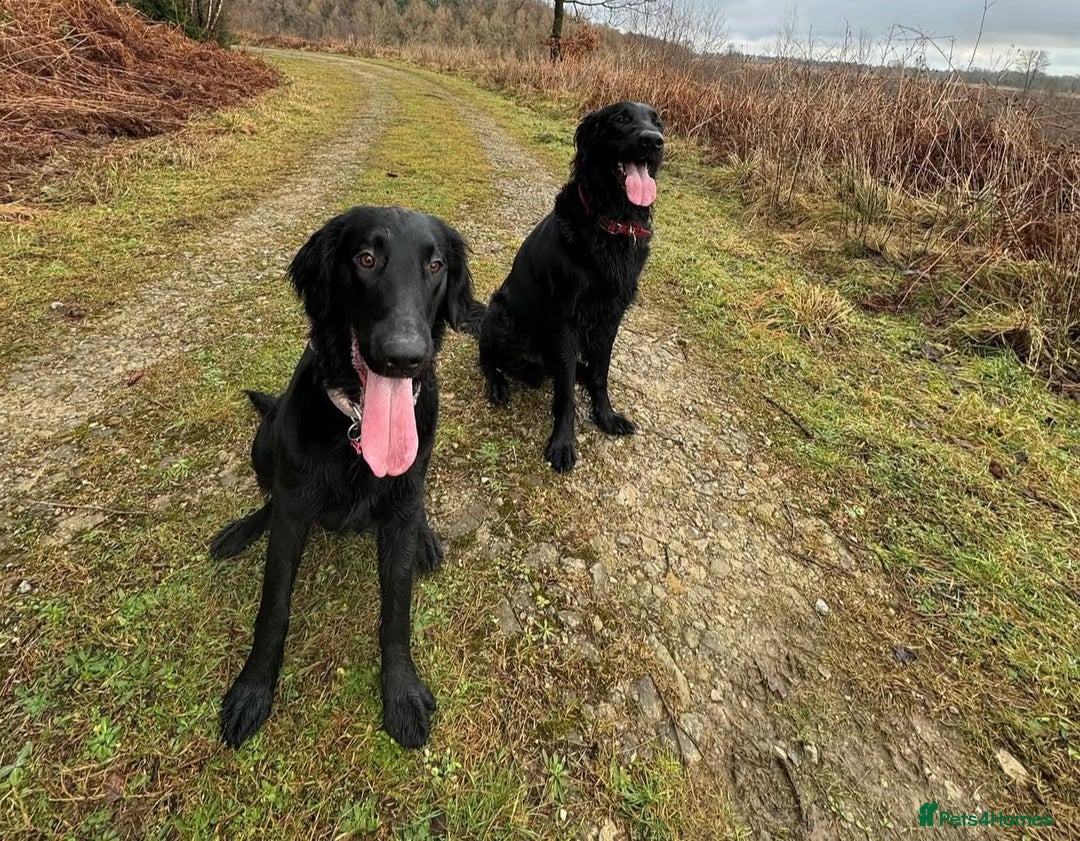 Flat coated Retriever dogs for sale: Flat coat Retriever puppies  - Image 2