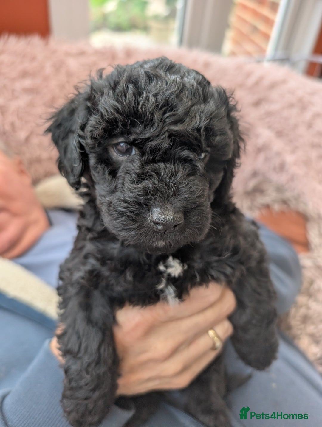 Cockapoo dogs for sale: Cockapoo  - Advert 3