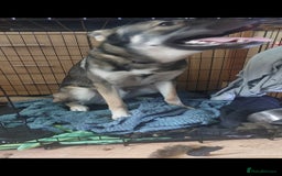 Mixed Breed dogs for sale: Belgian malinois crossed with Siberian husky - Image 4