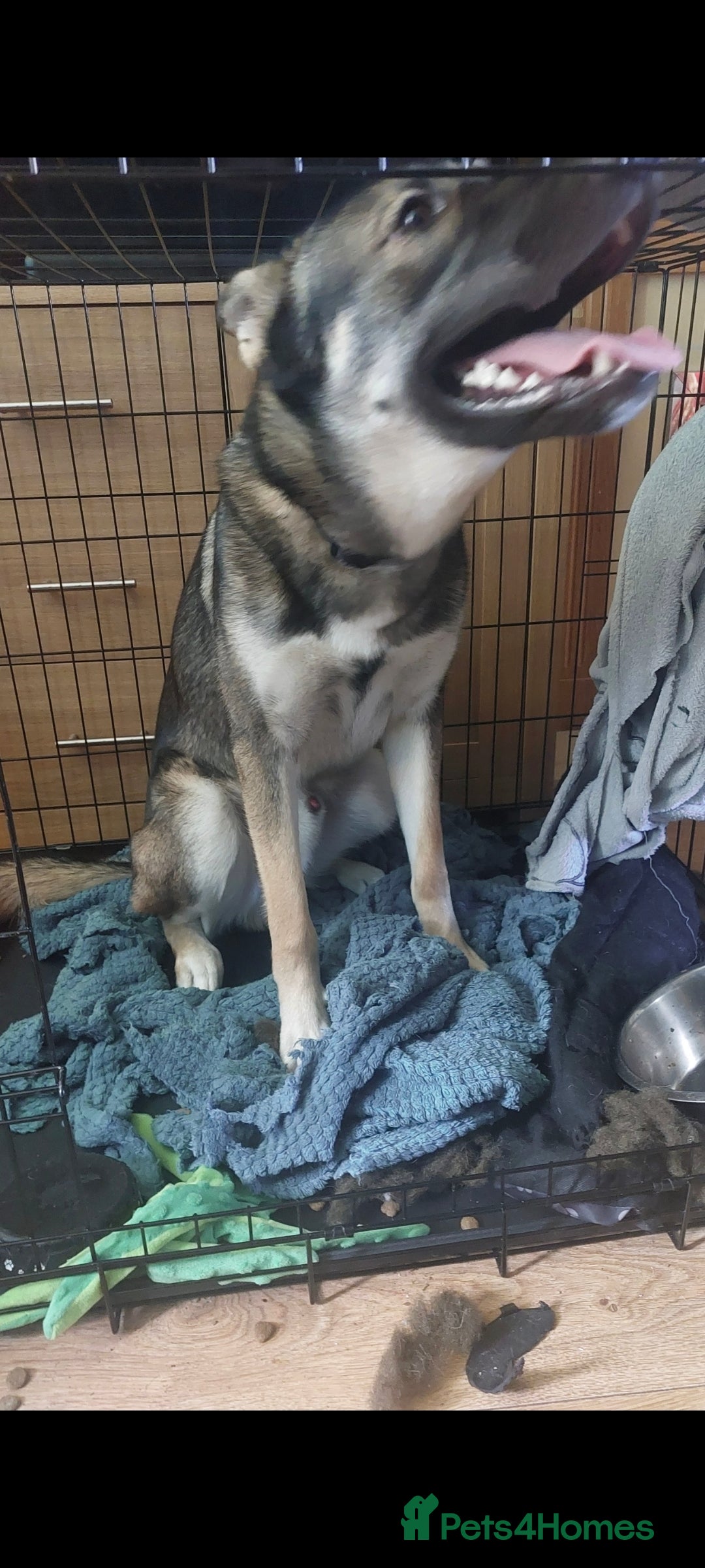 Mixed Breed dogs for sale: Belgian malinois crossed with Siberian husky - Image 4