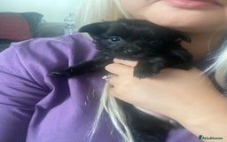 Chihuahua dogs for sale: Chihuahua puppies in Manchester - Image 4