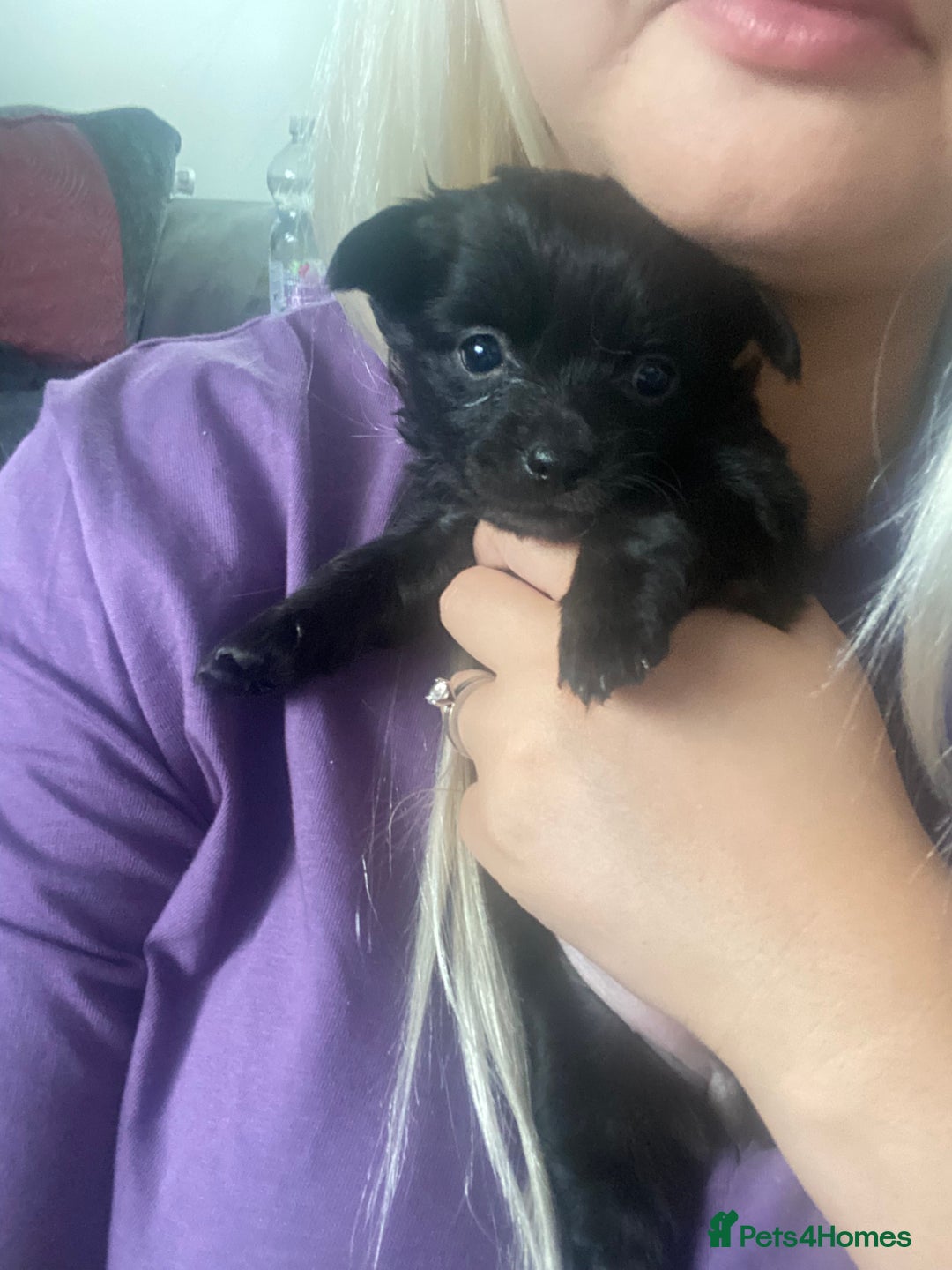 Chihuahua dogs for sale: Chihuahua puppies in Manchester - Image 4