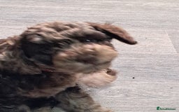 Cockapoo dogs for sale: bold and beautiful F2 miniature cockapoo - Image 2