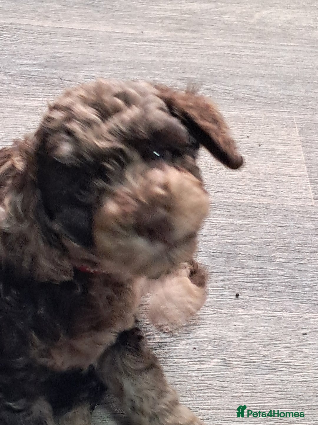 Cockapoo dogs for sale: bold and beautiful F2 miniature cockapoo - Image 2
