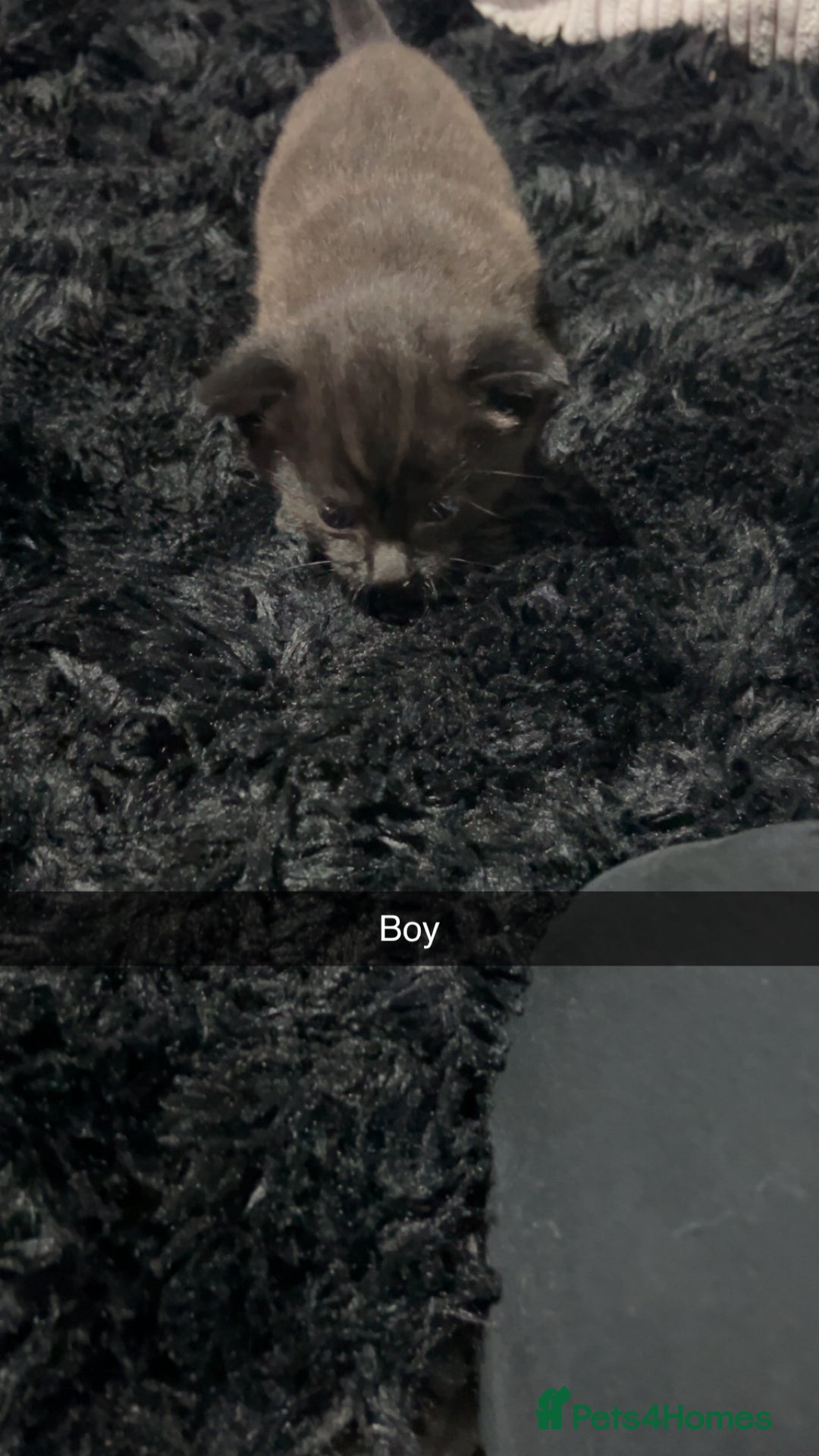 Mixed Breed cats for sale: Beautiful grey and black kitten - Advert 7